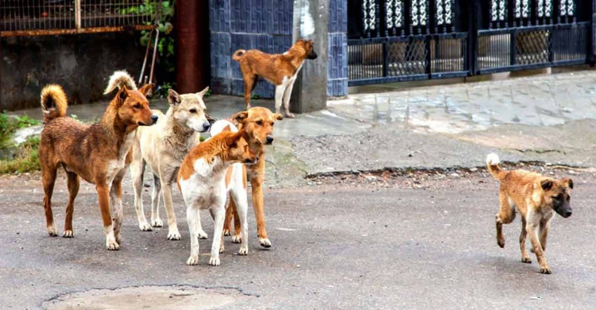 راولپنڈی میں پولیس اہلکاروں کو کتے پڑ گئے